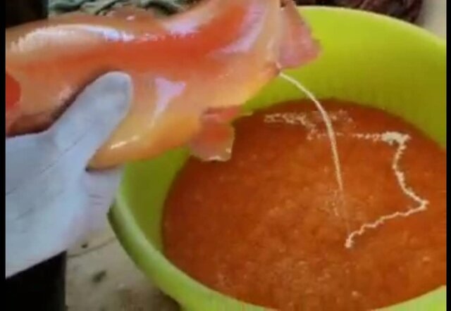 تکثیر بیش از ۳۰ میلیون ماهی قزل آلا در سپیدان تکثیر بیش از ۳۰ میلیون ماهی قزل آلا در سپیدان