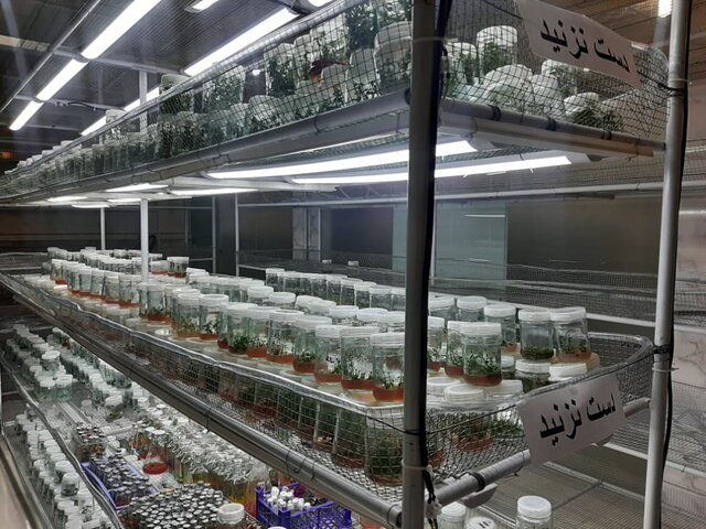 بهرهبرداری از اولین آزمایشگاه کشت بافت گیاهی در فیروزآباد  بهرهبرداری از اولین آزمایشگاه کشت بافت گیاهی در فیروزآباد