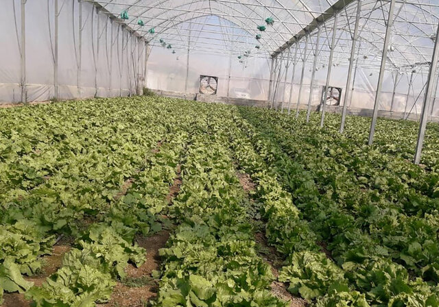 کاهو پیچ تولیدی مرودشت در راه صادرات کاهو پیچ تولیدی مرودشت در راه صادرات