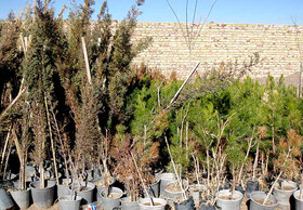 روز درختکاری ۱۲ هزار درخت در شیراز توزیع می‌شود