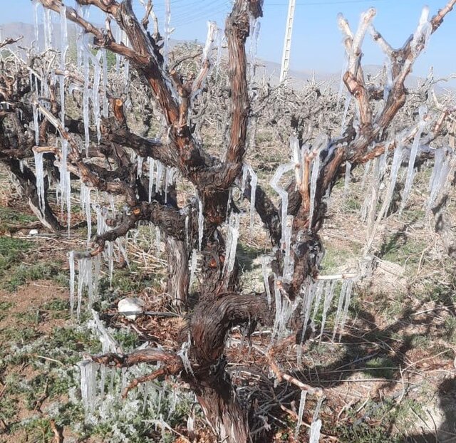 خسارت سنگین سرمازدگی به کشاورزی کوار خسارت سنگین سرمازدگی به کشاورزی کوار