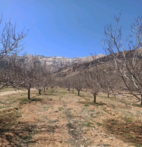 خسارت  ۱۹۴۱ میلیارد ریالی سرما بهاره به کشاورزی سرچهان