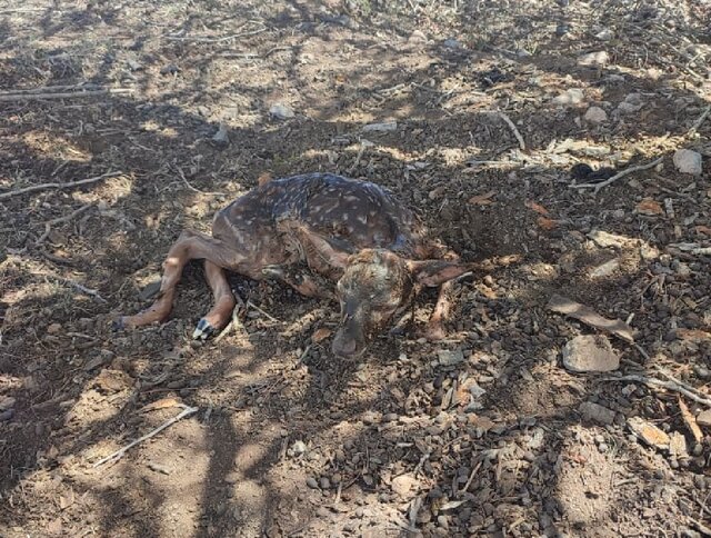 تولد اولین گوساله گوزن زرد ایرانی در سایت ارسنجان تولد اولین گوساله گوزن زرد ایرانی در سایت ارسنجان