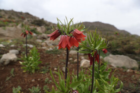عمر این گیاه بسیار کوتاه است و گلدهی آن از اوایل اردیبهشت آغاز شده و در فصل بارش پایان مییابد. لاله واژگون از گیاهان علفی پیازدار و چندساله است که تاکنون ۱۵ گونه آن در ایران شناسایی شده است.
