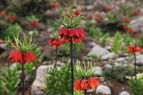 این گونه گیاهی منحصر به فرد کاربرد خاصی ندارد و در خطر انقراض قرار میباشد و اگر مردم میخواهند دوباره این گلها را ببینند در حفظ و نگهداری این گونه گیاهی باید تلاش کنند.