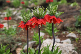 تاکنون 60 گونه از این گیاه شناخته شده است. پیاز آن به صورت یک غده متورم، گوشتدار بوده و دارای مقدار زیادی نشاسته و چندین عامل دارویی است و اگر تازه باشد، سمی بوده و قابل خوردن نیست .