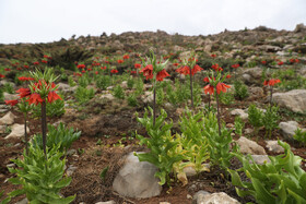 مناطق رویش گونه گیاهی لالههای واژگون استان کهگیلویه و بویراحمد و شمال فارس در منطقه برم فیروز سپیدان است که مرتع دارند و توسط مجریان طرحهای مرتع داری حفاظت میشوند.