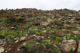 مناطق رویش گونه گیاهی لالههای واژگون استان کهگیلویه و بویراحمد و شمال فارس در منطقه برم فیروز سپیدان است که مرتع دارند و توسط مجریان طرحهای مرتع داری حفاظت میشوند.