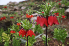 لاله واژگون از منحصر بفردترین گونه گلها و گیاهان بومی و وحشی مناطق کوهستانی ایران است که به عقیده گیاهشناسان به سرعت در حال انقراض بوده و زیستگاه و تعداد این گونه گیاهی بسیار کاهش یافته است .