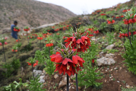 لاله واژگون از اوایل فروردین تا اواخر اردیبهشت ماه گل میدهند و هرساله گردشگران زیادی با توجه به منحصر به فرد بودن این گونه گیاهی مناطق محل رویش این گیاه را بعنوان مقصد گردشگری خود انتخاب میکنند.