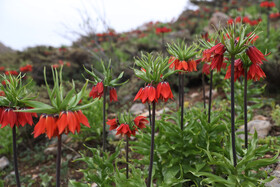 لاله واژگون از منحصر بفردترین گونه گلها و گیاهان بومی و وحشی مناطق کوهستانی ایران است که به عقیده گیاهشناسان به سرعت در حال انقراض بوده و زیستگاه و تعداد این گونه گیاهی بسیار کاهش یافته است .