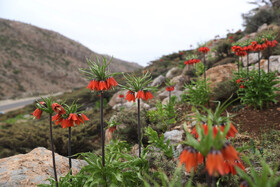 عمر این گیاه بسیار کوتاه است و گلدهی آن از اوایل اردیبهشت آغاز شده و در فصل بارش پایان مییابد.