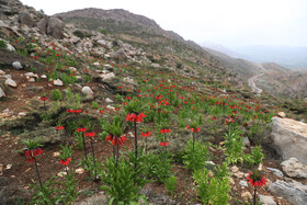 مناطق رویش گونه گیاهی لالههای واژگون استان کهگیلویه و بویراحمد و شمال فارس در منطقه برم فیروز سپیدان است که مرتع دارند و توسط مجریان طرحهای مرتع داری حفاظت میشوند.