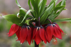 لاله واژگون از منحصر بفردترین گونه گلها و گیاهان بومی و وحشی مناطق کوهستانی ایران است که به عقیده گیاهشناسان به سرعت در حال انقراض بوده و زیستگاه و تعداد این گونه گیاهی بسیار کاهش یافته است.