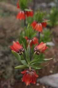 این گونه گیاهی منحصر به فرد کاربرد خاصی ندارد و در خطر انقراض قرار میباشد و اگر مردم میخواهند دوباره این گلها را ببینند در حفظ و نگهداری این گونه گیاهی باید تلاش کنند.