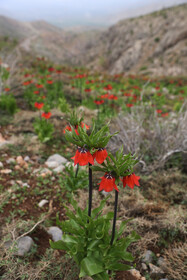 این گونه گیاهی منحصر به فرد کاربرد خاصی ندارد و در خطر انقراض قرار میباشد و اگر مردم میخواهند دوباره این گلها را ببینند در حفظ و نگهداری این گونه گیاهی باید تلاش کنند.