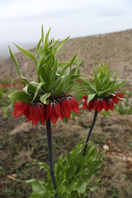 عمر این گیاه بسیار کوتاه است و گل‌دهی آن از اوایل اردیبهشت آغاز ‌شده و در فصل بارش پایان می‌یابد. لاله واژگون از گیاهان علفی پیازدار و چندساله است که تاکنون ۱۵ گونه آن در ایران شناسایی شده است.