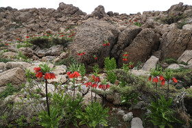این گونه که مقاومت زیادی در برابر سرما و سازگاری ویژهای با دامنههای سنگلاخی و صخرهای دارد، هرساله به دلیل برداشت غیرقابل کنترل گل و پیاز از رویشگاههای طبیعی، بیش از پیش در معرض نابودی قرار دارد.