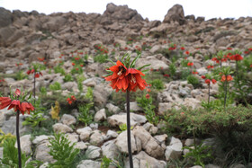 این گونه که مقاومت زیادی در برابر سرما و سازگاری ویژهای با دامنههای سنگلاخی و صخرهای دارد، هرساله به دلیل برداشت غیرقابل کنترل گل و پیاز از رویشگاههای طبیعی، بیش از پیش در معرض نابودی قرار دارد.