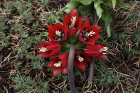 انتظار میرود مردم و گردشگران از چیدن این گل خودداری کنند چراکه عمر گل لاله واژگون کوتاه است و از بین میرود و نمیتوان در منزل از آن نگهداری کرد.