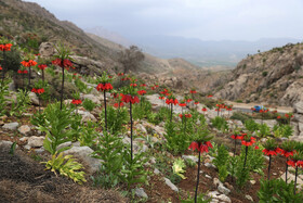 این گونه که مقاومت زیادی در برابر سرما و سازگاری ویژهای با دامنههای سنگلاخی و صخرهای دارد، هرساله به دلیل برداشت غیرقابل کنترل گل و پیاز از رویشگاههای طبیعی، بیش از پیش در معرض نابودی قرار دارد.