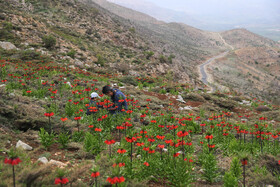 لاله واژگون از اوایل فروردین تا اواخر اردیبهشت ماه گل میدهند و هرساله گردشگران زیادی با توجه به منحصر به فرد بودن این گونه گیاهی مناطق محل رویش این گیاه را بعنوان مقصد گردشگری خود انتخاب میکنند.