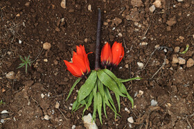 انتظار میرود مردم و گردشگران از چیدن این گل خودداری کنند چراکه عمر گل لاله واژگون کوتاه است و از بین میرود و نمیتوان در منزل از آن نگهداری کرد.