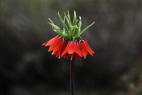 لاله واژگون از منحصر بفردترین گونه گلها و گیاهان بومی و وحشی مناطق کوهستانی ایران است که به عقیده گیاهشناسان به سرعت در حال انقراض بوده و زیستگاه و تعداد این گونه گیاهی بسیار کاهش یافته است .