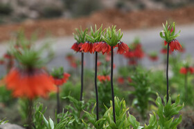 لاله واژگون از منحصر بفردترین گونه گلها و گیاهان بومی و وحشی مناطق کوهستانی ایران است.