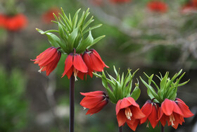 لاله واژگون از منحصر بفردترین گونه گلها و گیاهان بومی و وحشی مناطق کوهستانی ایران است که به عقیده گیاهشناسان به سرعت در حال انقراض بوده و زیستگاه و تعداد این گونه گیاهی بسیار کاهش یافته است .