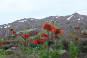 این گونه که مقاومت زیادی در برابر سرما و سازگاری ویژهای با دامنههای سنگلاخی و صخرهای دارد، هرساله به دلیل برداشت غیرقابل کنترل گل و پیاز از رویشگاههای طبیعی، بیش از پیش در معرض نابودی قرار دارد.