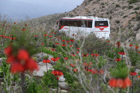 لاله واژگون از اوایل فروردین تا اواخر اردیبهشت ماه گل میدهند و هرساله گردشگران زیادی با توجه به منحصر به فرد بودن این گونه گیاهی مناطق محل رویش این گیاه را بعنوان مقصد گردشگری خود انتخاب میکنند.