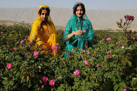 جشنواره  و آغاز برداشت گل محمدی و گلاب‌گیری - میمند 