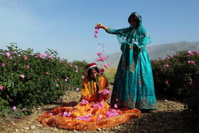 جشنواره  و آغاز برداشت گل محمدی و گلاب‌گیری - میمند 