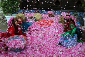 جشنواره  و آغاز برداشت گل محمدی و گلاب‌گیری - میمند 