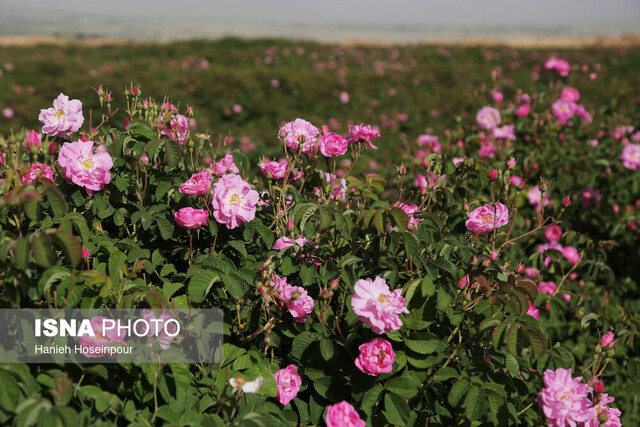 رایزنی برای تعیین قیمت گل محمدی در فارس 