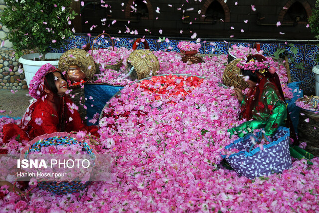 جشنواره گل و گلاب میمند ۸ اردیبهشت برگزار می‌شود