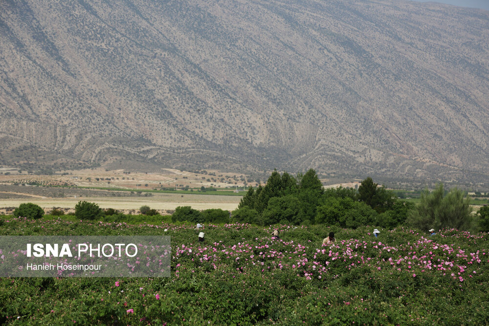 خبرگزاری پورسینا