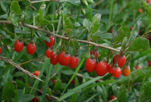 کاشت گونه جدید گیاه دارویی در شیراز 