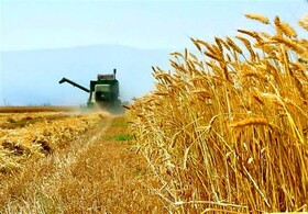 آغاز برداشت گندم در شیراز
