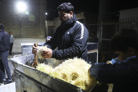 چرخ کردن جوانه های گندم برای پُخت بزگترین سمنوی کشور در شیراز