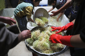 خرد کردن جوانه های گندم برای پُخت بزگترین سمنو کشور در شیراز