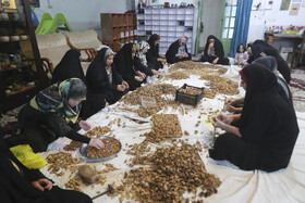 خرکردن و جداسازی گردو و بادام برای پُخت بزگترین سمنوی کشور در شیراز