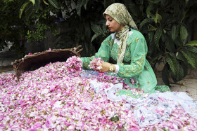 «برداشت گل محمدی» - لایزنگان داداب