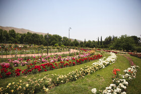 رُز گاردن باغ ارم نمونه‌ای از باغ‌های بی‌نظیر تاریخی ایران