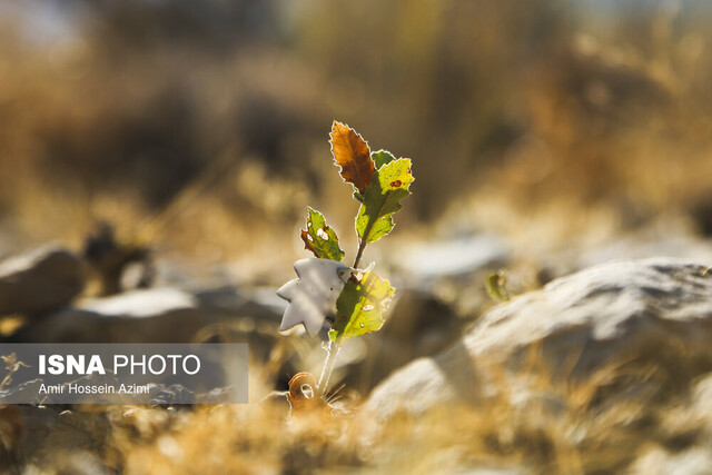 رویشگاه مردمی دشت ارژن باز هم میزبان دوستداران محیط زیست میشود