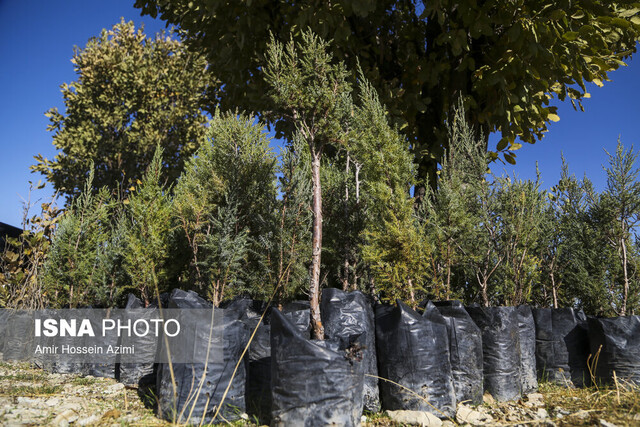 کاشت درخت، دینی که به زمین باید ادا کنیم