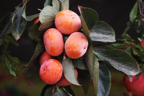 جشنواره « انار و خرمالوی » قصردشت - بوستان شهید رجایی شیراز