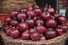 جشنواره « انار و خرمالوی » قصردشت - بوستان شهید رجایی شیراز