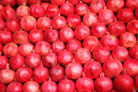 جشنواره « انار و خرمالوی » قصردشت - بوستان شهید رجایی شیراز